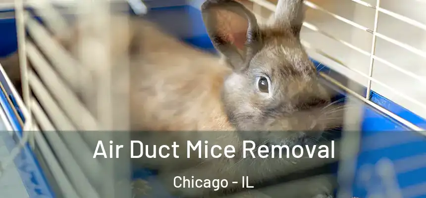  Air Duct Mice Removal Chicago - IL