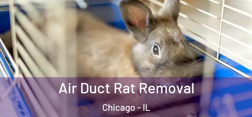  Air Duct Rat Removal Chicago - IL