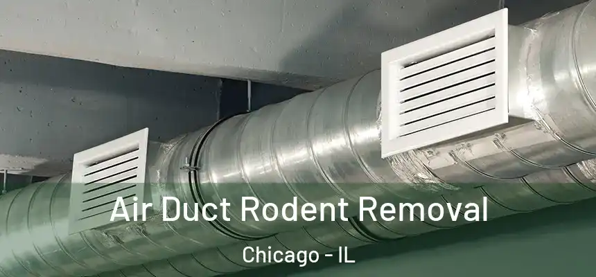  Air Duct Rodent Removal Chicago - IL