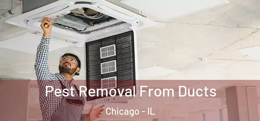 Pest Removal From Ducts Chicago - IL
